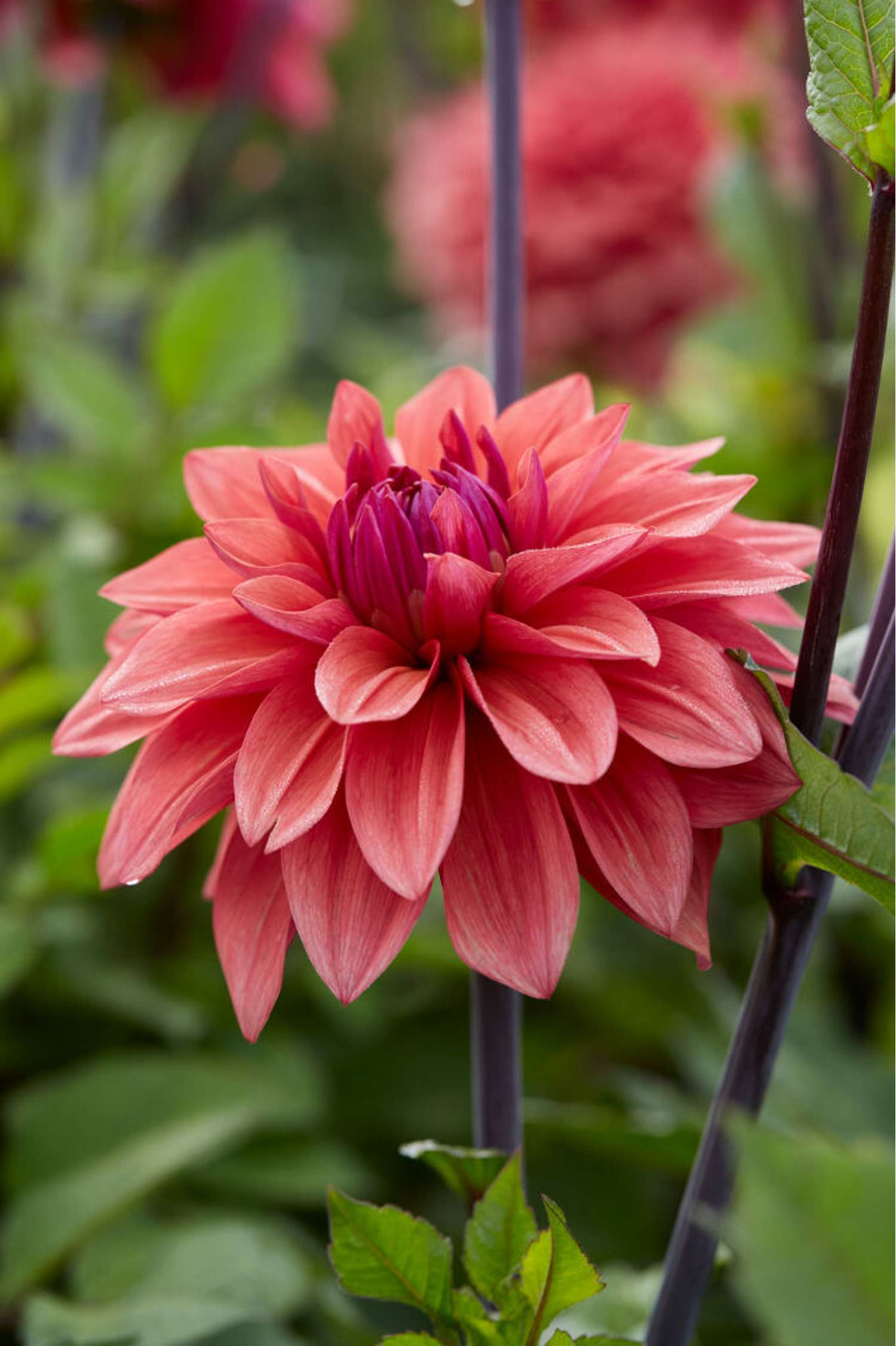 Dahlie ‘American Dawn’ - Dahlia